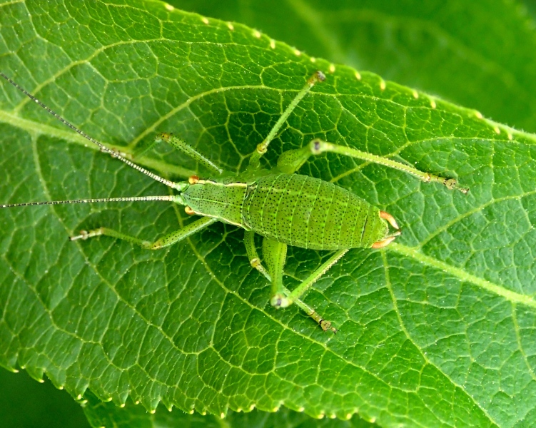Barbitistes alpinus, giovane